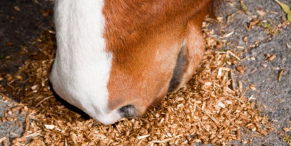 Feeding Principles - how to work out how much feed your horse needs