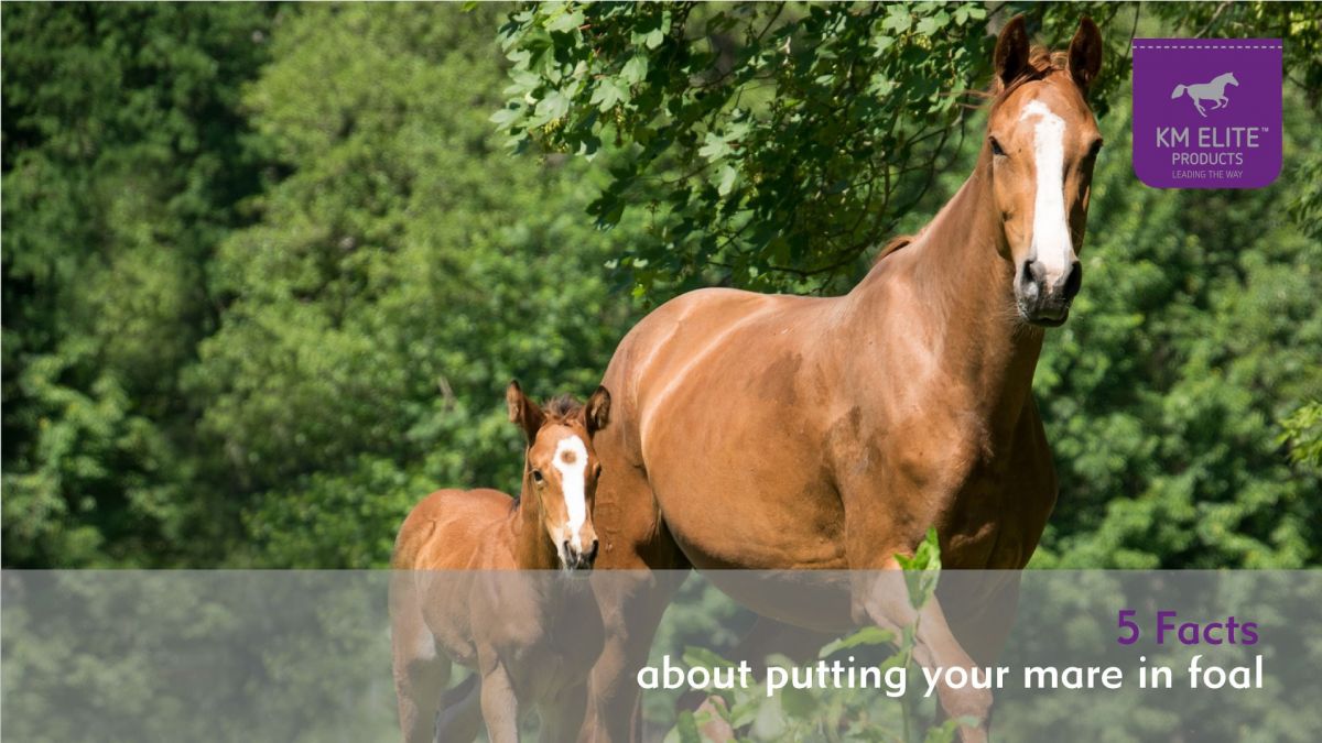 5 Facts about putting a mare in foal